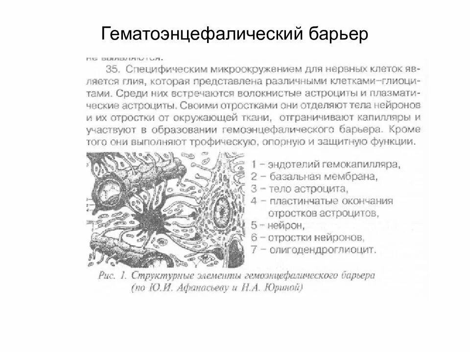 Гематоэнцефалический барьер гистология строение. Схема строения гематоэнцефалического барьера гистология. Схема строения гематоликворного барьера гистология. Гематоэнцефалический барьер образован гистология. Изображенная на рисунке структура участвует