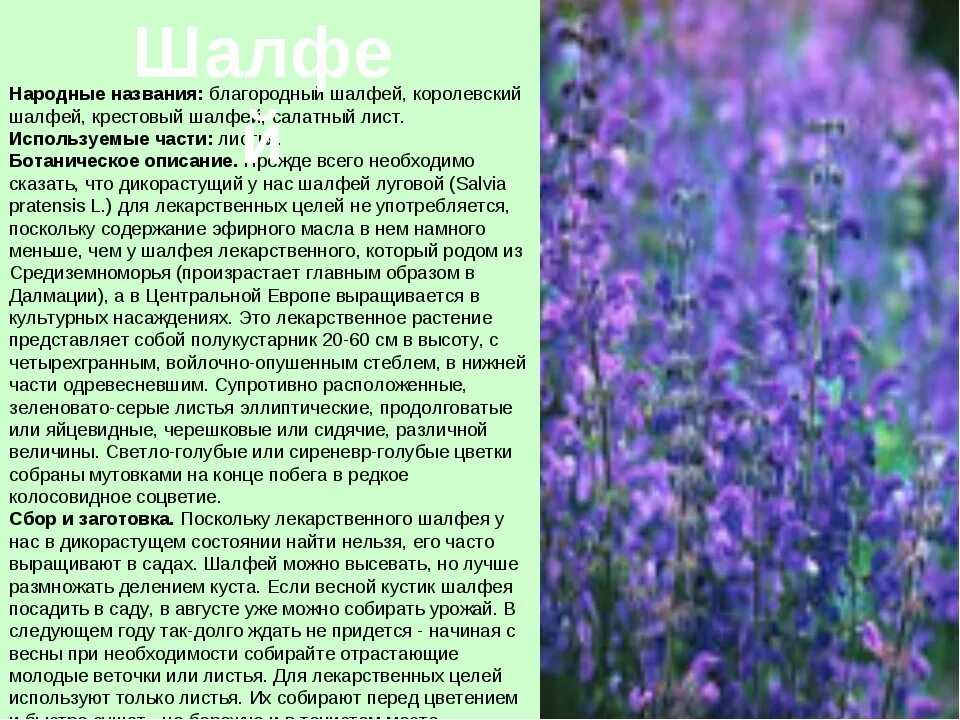 Москва народные названия. Шалфей Луговой многолетние. Шалфей Луговой цветок. Шалфей Луговой лекарственные растения Луга. Шалфей прутьевидный.