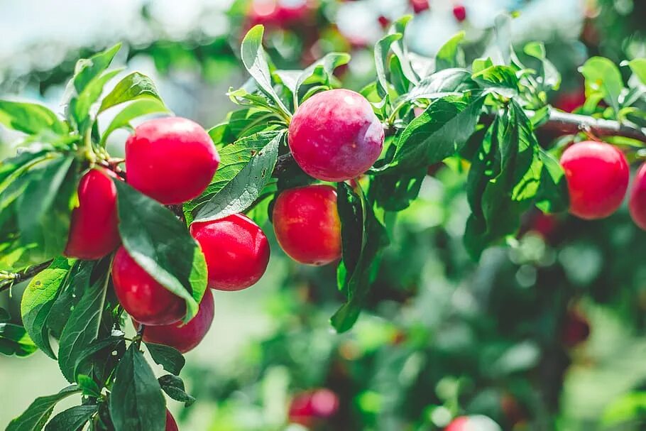 The fruits are together перевод. Фрукты на деревьях. Слива (фрукт). Фруктовый сад слива. Слива листья.