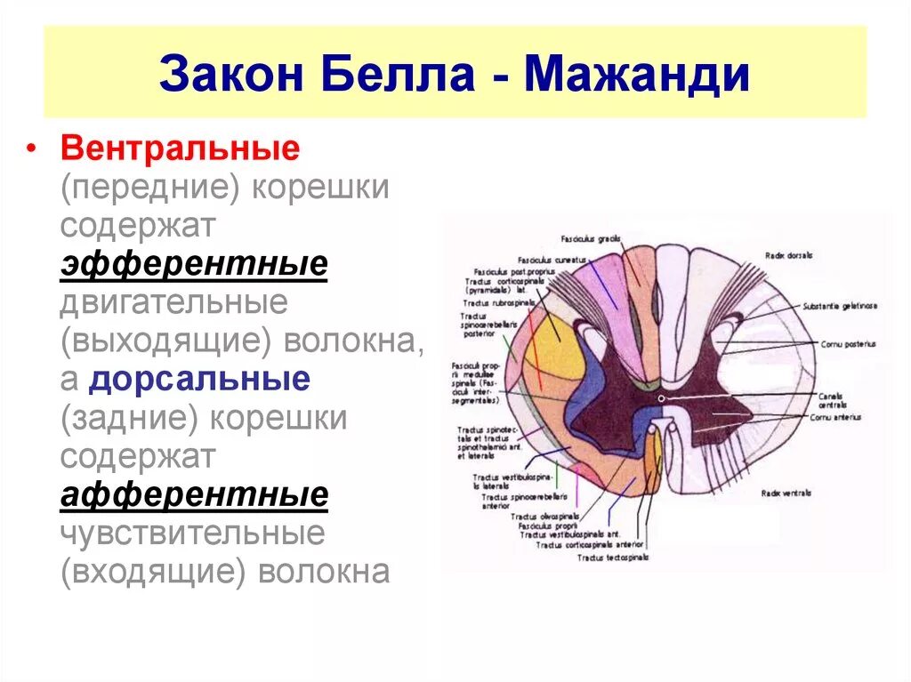 Дорсальные корешки. Строение спинного мозга рога. Дорсальные корешки. Дорсальные корешки. Дорсальные корешки.