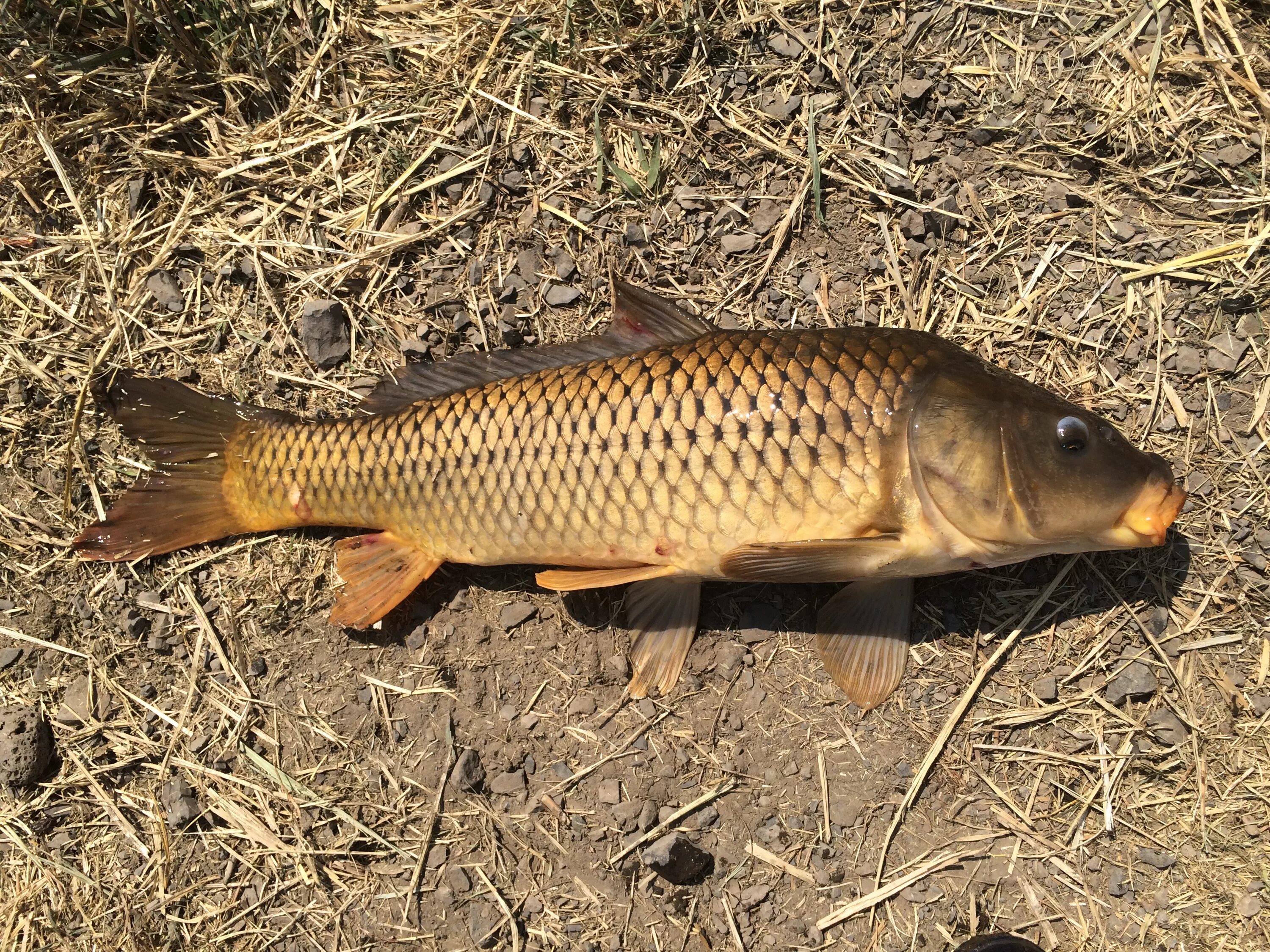 Сазан (Cyprinus Carpio). Карп (Cyprinus Carpio). Сазан Ташморский. Амурский сазан. Скорпионовый карп