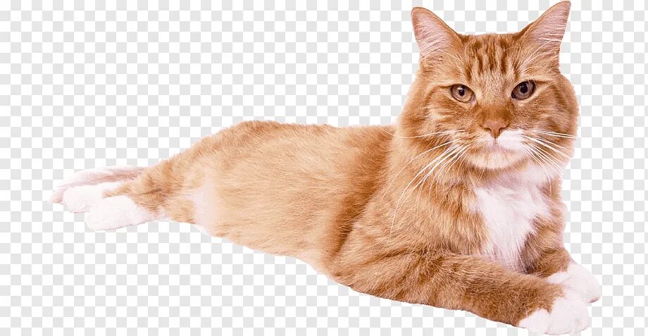 Прозрачная кошка. Кот без фона. Кошка на прозрачном фоне. Рыжий кот на белом фоне. Кошки е на прозрачном фоне.