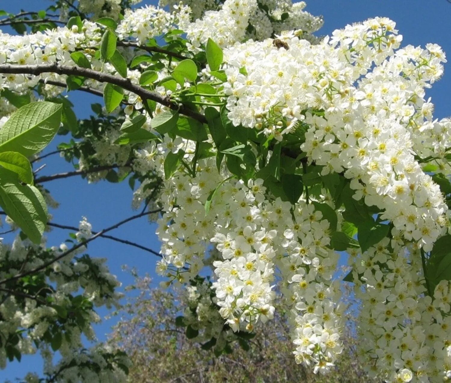 Песня ветви черемухи белые