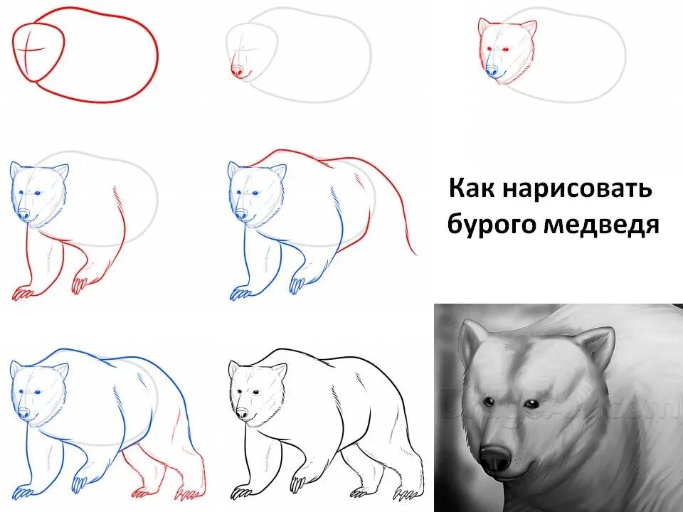 Рисунок медведя карандашом для срисовки. Мишка рисунок для детей поэтапно. Рисование бурый медведь подготовительная группа. Рисование медведя. Рисование для детей медвежонок.