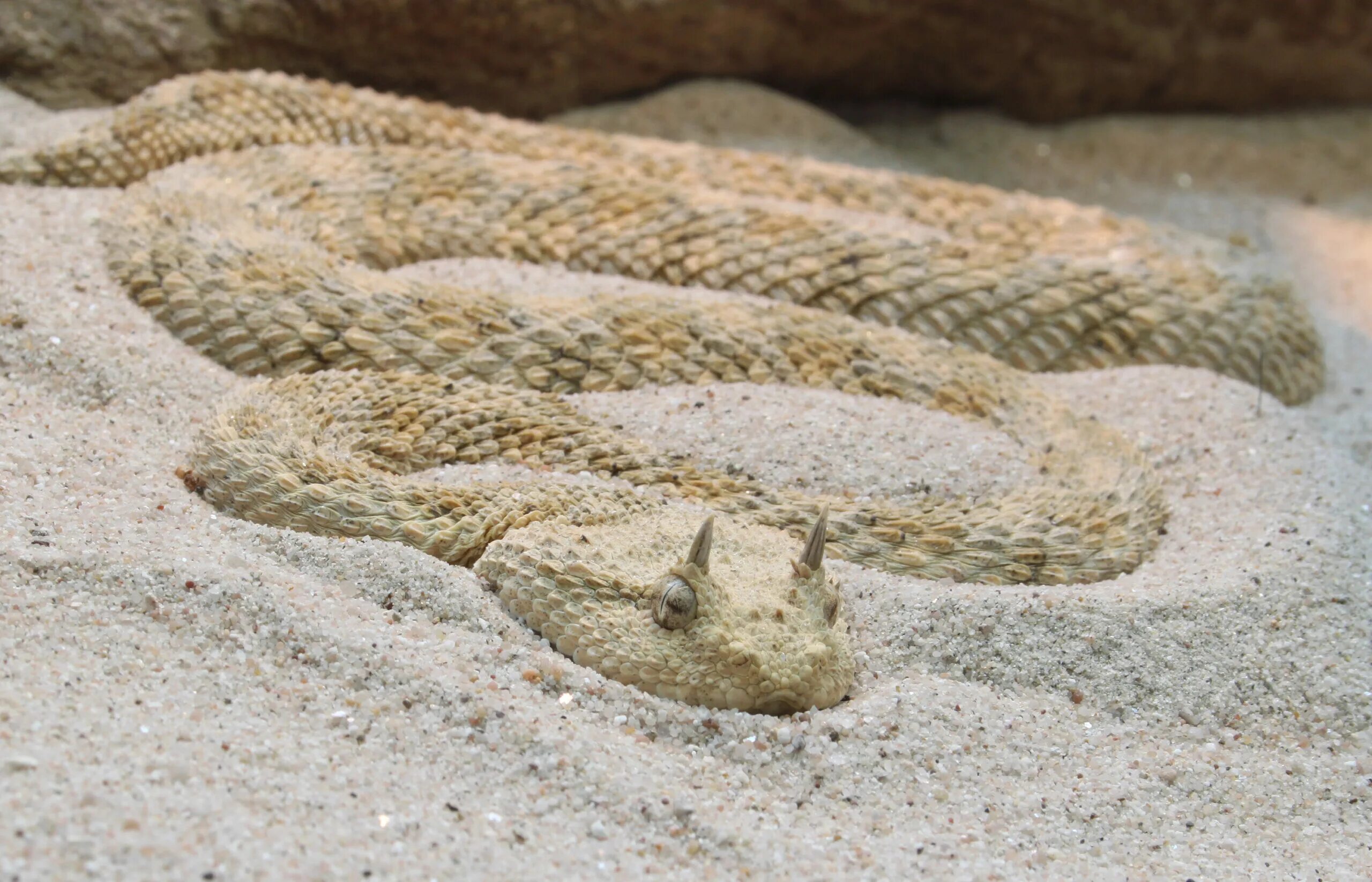 Пустынная гадюка земляная змея. Рогатая гадюка. Рогатая Сахарская гадюка. Рогатая гадюка в пустыне. Змея песчаный гремучник.