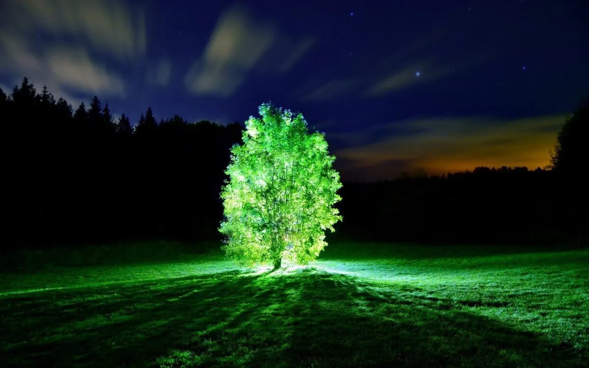 Светящаяся заставка. Биолюминесцентный лес. Ночная природа. Светящееся дерево. Неоновое дерево.