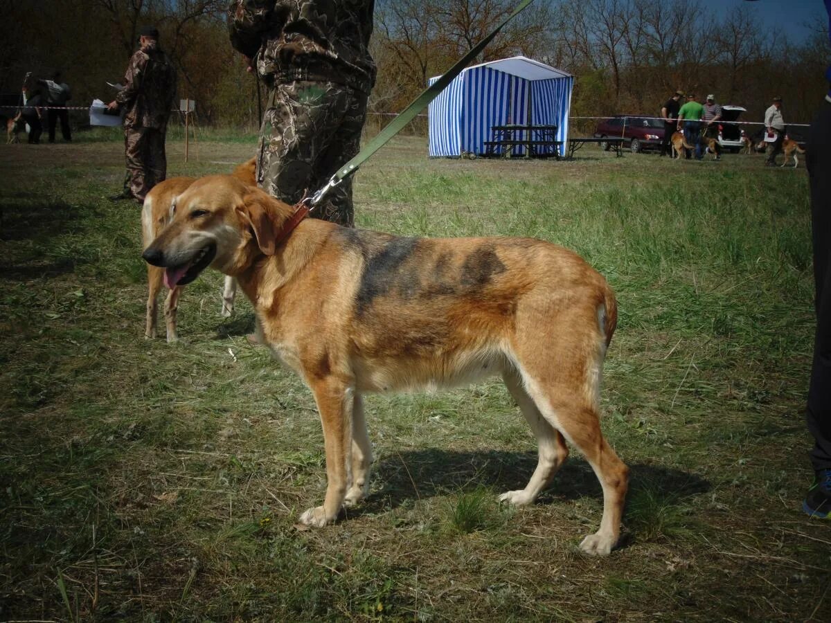 Выставка охотничьих собак город Москва 23 год. Собака Алексея Жидковского порода. Место собаки 6