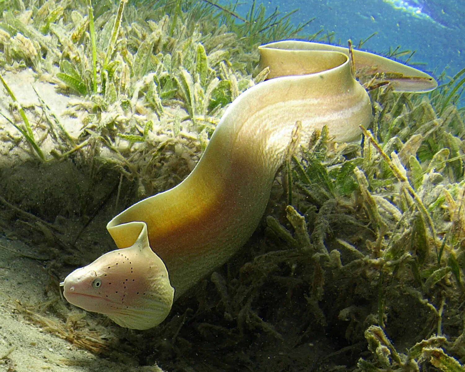 рыба змея в море. рыба змея в море. морской крайт плоскохвост. черноточечная мурена. белая мурена.