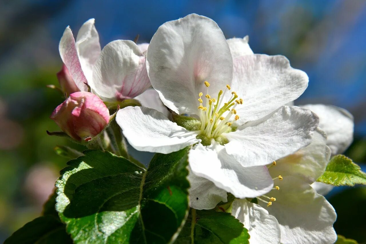 Картинки яблоневый цвет. Яблоневый цвет (Apple Blossom). Цветущая айва Яблоневая. Яблоня спринг Брайд. Яблоневый цвет (Malus domestica).