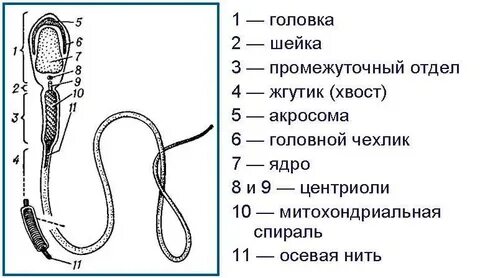 Теңізде өртеніп кеткендердің порносы