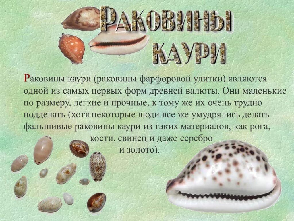 Моллюски деньги. Раковины Каури первые деньги. Раковины моллюска Каури. Ракушки моллюсков Каури. Раковины Каури в древней Руси.