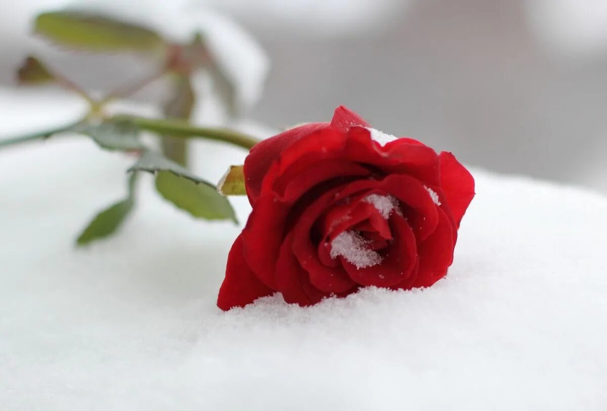 Красные цветы зимние розы. Розы на снегу. Две розы на снегу. Алые розы на снегу. Красные розы на белом снегу.