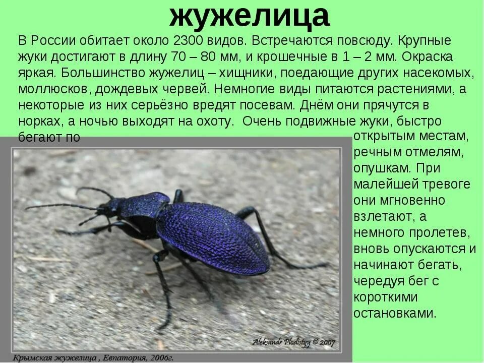 Да это я попался жук. Жужелица кавказская в красной книге россии. жужелица описание 3 класс. жук карабус жужелица лесная ядовитый. жук жужелица садовая.