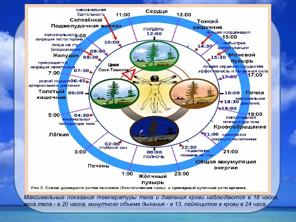 Людей в течение этого часа. Биологические ритмы хронобиология и хрономедицина. Циркадные ритмы гормонов человека. Циркадный цикл у человека. Биологические часы циркадные ритмы.