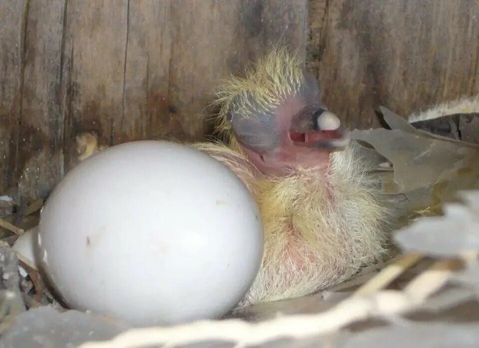 Голубята птенцы. Голубиное яйцо и голубята. Маленький голубь птенец. Яйца голубей.
