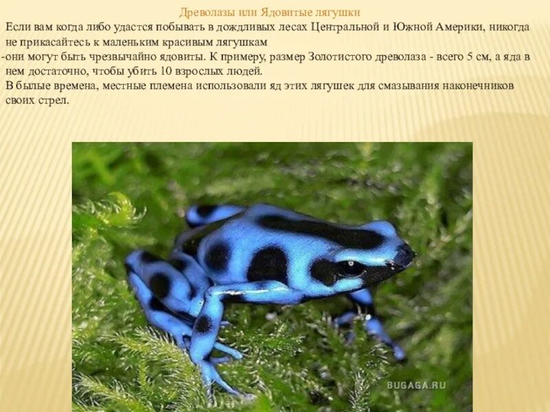 Про самого ядовитого