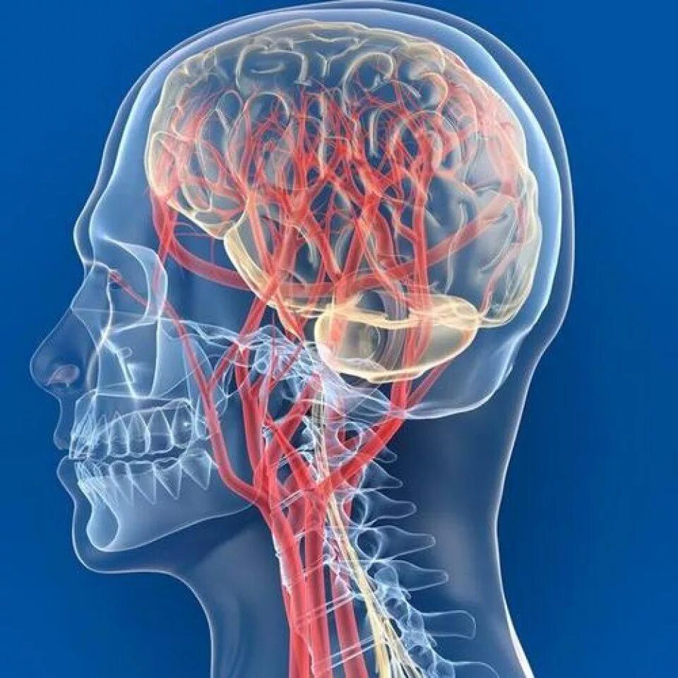 Церебральная ангиодистония что это. Сосуды головы и шеи. Кровообращение головного мозга. Кровеносные сосуды головы. Кровообращение головногомоз.
