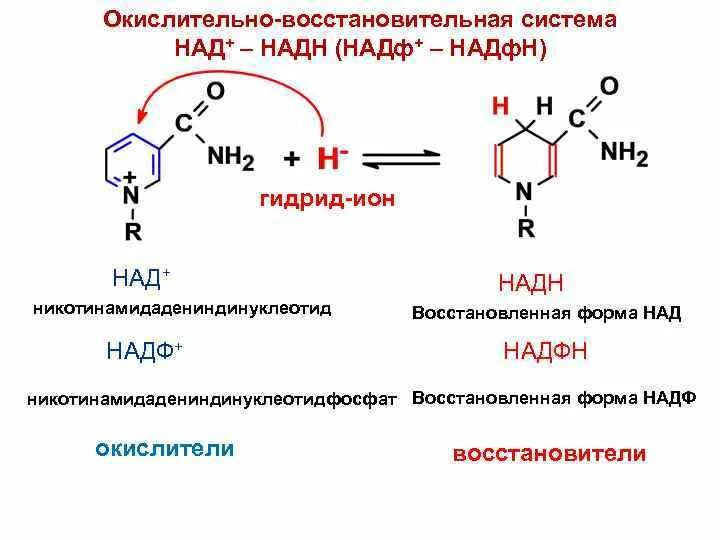 Восстановление надф до надф 2н поглощение квантов