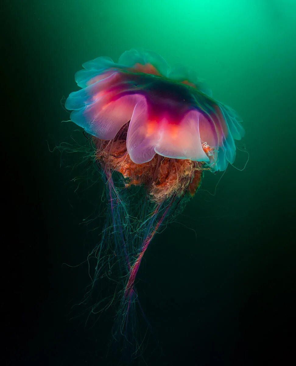 Медузы ледовитого океана. Медуза цианея. Арктическая медуза цианея. Полярная медуза цианея. Медуза волосистая цианея.