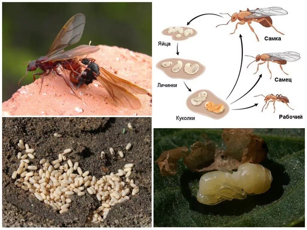 Какое развитие у муравья. Матка муравьёв откладывает яйца. Личинки муравьев (муравьиные яйца). Муравьиная матка откладывает яйца. Муравьи яйца личинки куколки.