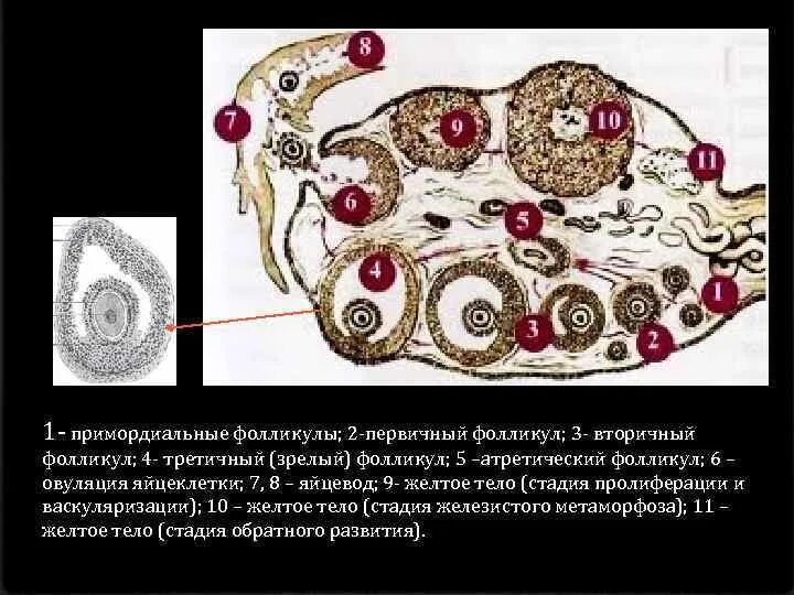 Примордиальный и первичный фолликул. Первичный вторичный третичный фолликул. Примордиальный первичный вторичный и третичный фолликул. Первичный фолликул вторичный фолликул. Три фолликула