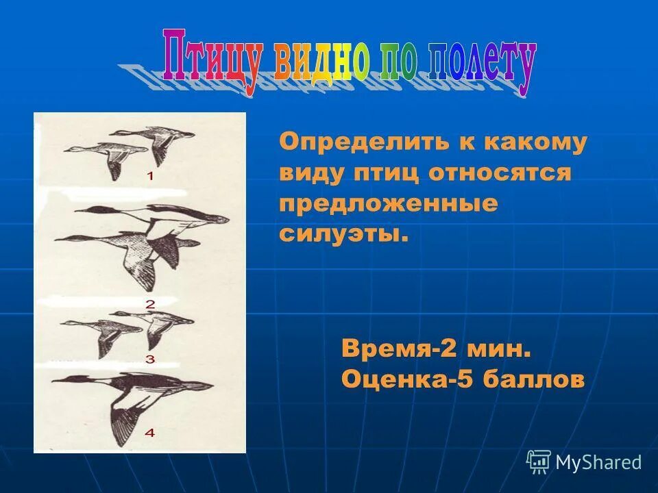 Видна по полету. Птица по полету. Птицу видно по полету. Видно птицу по полёту – человека по делам.. Типы птиц по перелетам.