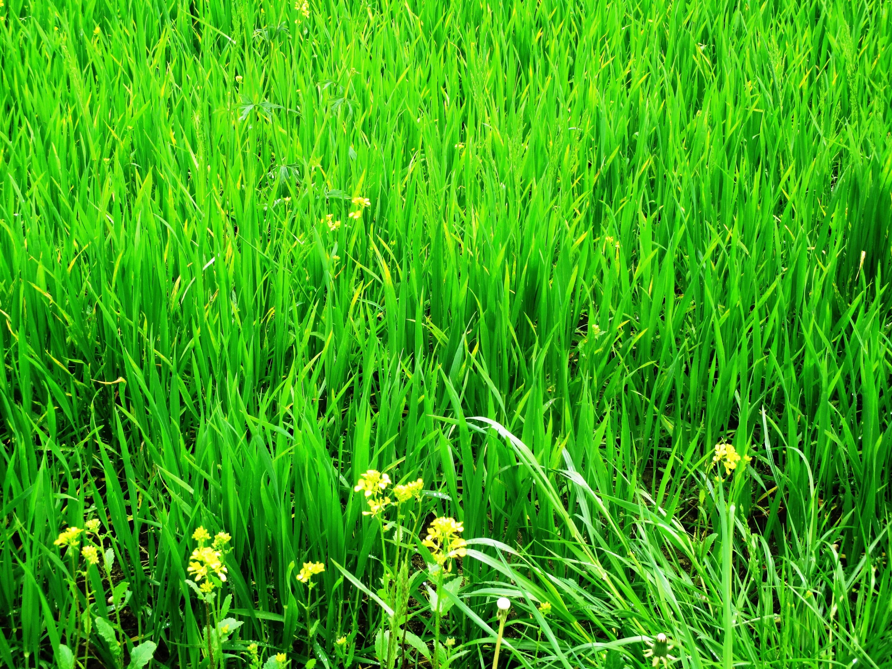 Высокой траве в хорошем. Мятлик Луговой Балин. Мятлик Луговой - 5%. Зеленая трава. Мелкая трава.