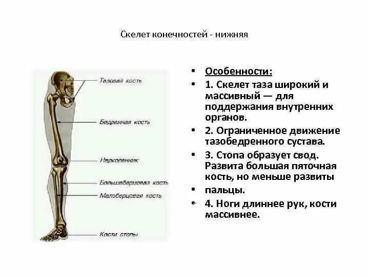 Нижние конечности являются. Скелет конечностей. Функции бедра и голени человека. Возрастная анатомия костей. Возрастные особенности нижних конечностей.