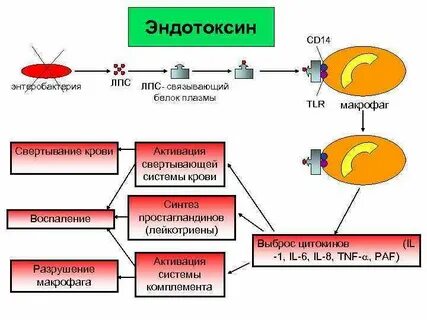 14 инфекций