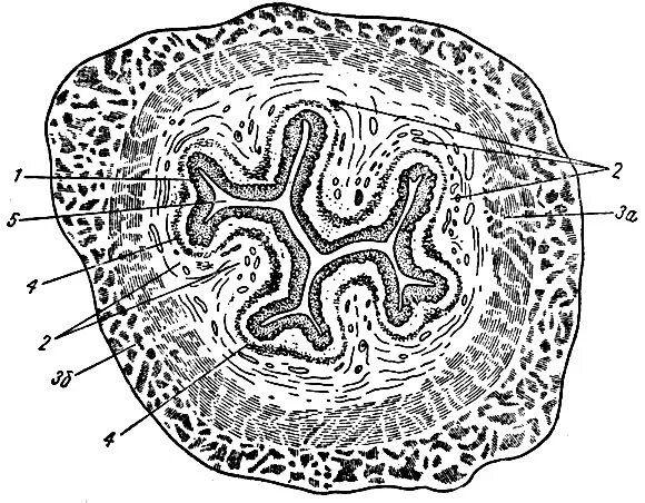Клетки пищевода. Поперечный срез пищевода гистология. Строение стенки пищевода. Строение стенки пищевода поперечный срез. Пищевод анатомия и гистология.
