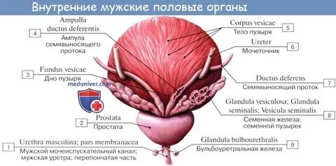 Половая система мочевой пузырь