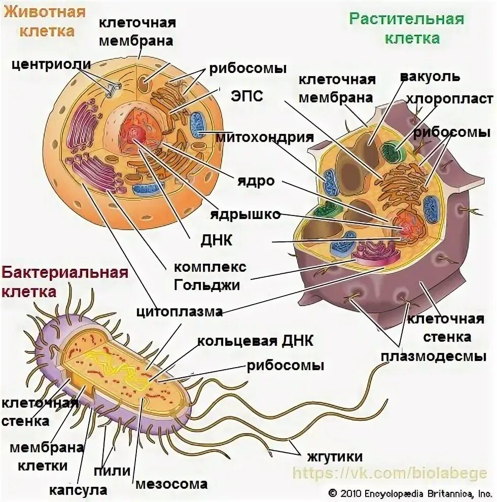 Клетки каких организмов изображены на рисунке. Бактериальная клетка и клетка животных. Строение клеток различных организмов. Строение растительной животной и бактериальной клетки. Таблица строения клетокрасткений, животных, бактерий, грибов.