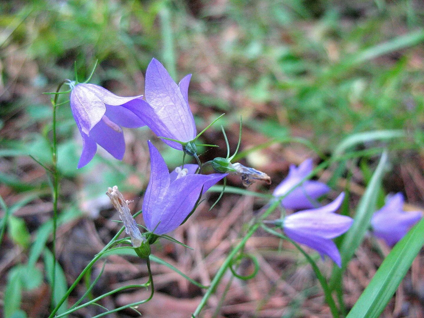 Колокольчик мелкий. Колокольчик Безенгийский Campanula bessenginica. Колокольчик узколистный. Колокольчик Пржевальского. Колокольчик дернистый.