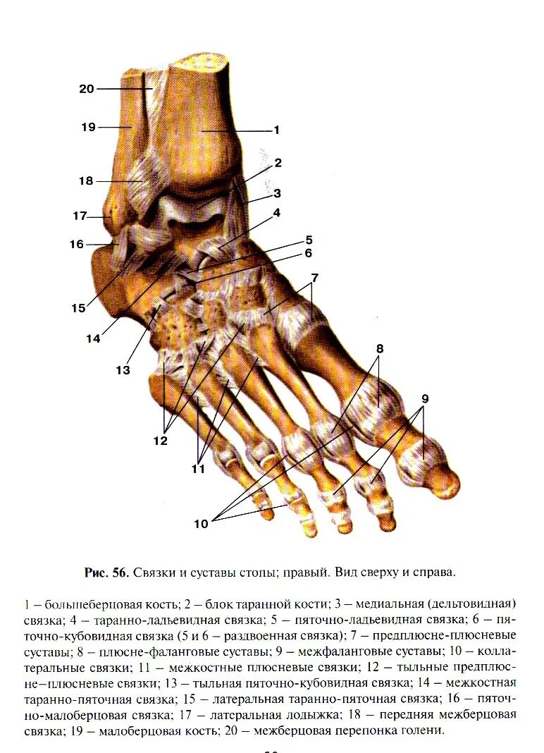 Кости стопы анатомия. Строение стопы человека кости и суставы. Стопа анатомия строение. Строение стопы ноги кости и связки.