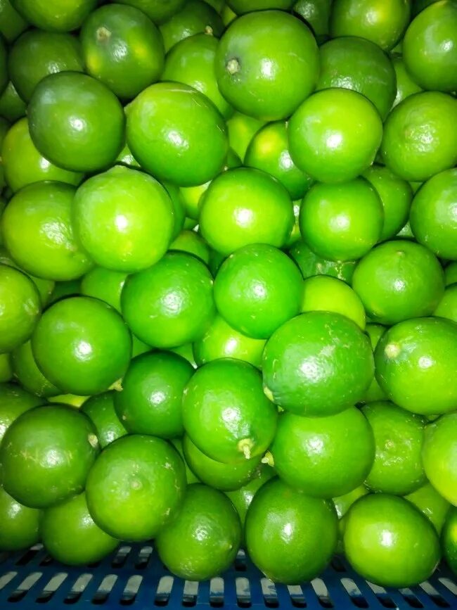 Зеленый круглый фрукт. Зелёный фрукт круглый. Зелёный фрукт круглый маленький. Зелёный фрукт круглый с косточкой. Маленький зеленый фрук.