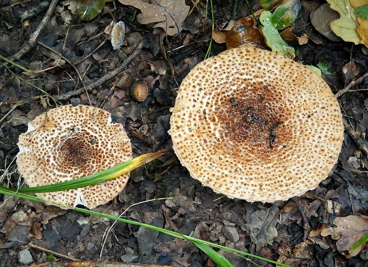 Лепиота коричнево красная фото Лепиота коричнево-красная (лат. Lepiota brunneoincarnata) Один из самых опасных