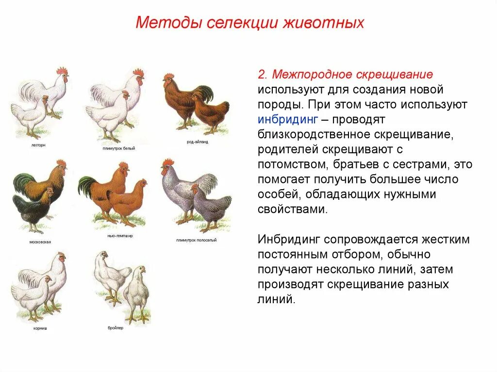 Методы селекции животных близкородственное скрещивание. Методы селекции животных инбридинг. Межпородное скрещивание схема. Метод селекции животных близкородственное скрещивание.