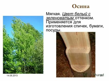 Осина цвет