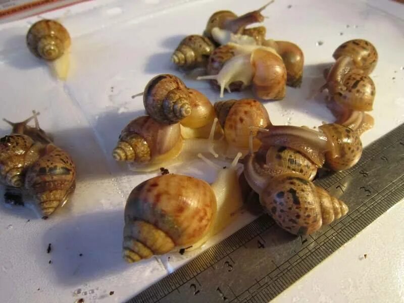 Маленькие улитки дома. Ахатина фулика малыши. ахатина фулика (achatina fulica). улитята виноградной улитки. ахатина фулика маленькая.