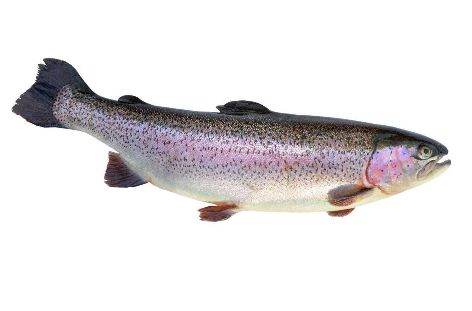 Trout Head with Open Mouth.Trout Fish Stock Image - Image of healthy, aquarium: 