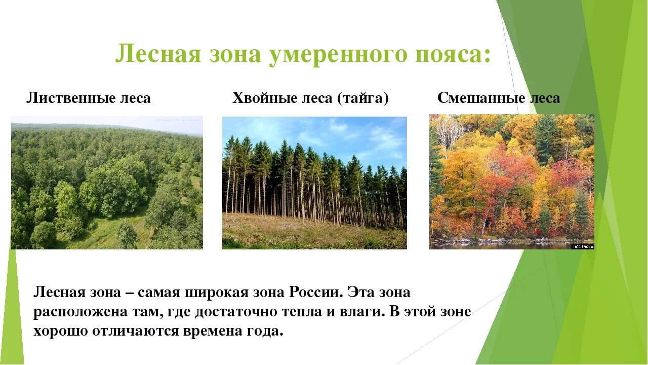 Смешанные леса и широколиственные леса России. Смешанные хвойно-широколиственные леса. Зона хвойных лесов умеренного пояса. Растительный мир зоны лесов.