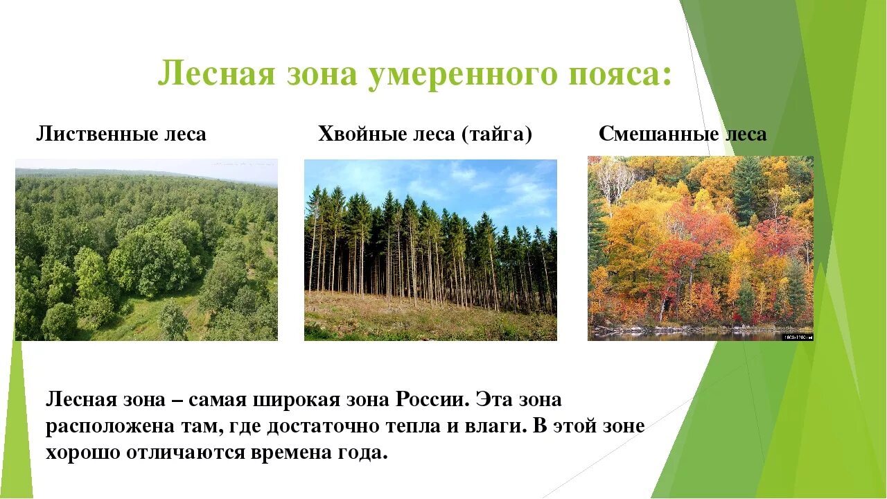 Чем растения тундры отличаются от смешанных лесов. Смешанные леса и широколиственные леса россии. смешанные хвойно-широколиственные леса. зона хвойных лесов умеренного пояса. растительный мир зоны лесов.