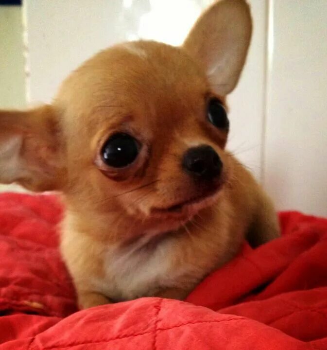 Пучеглазая чихуахуа. Лысая чихуахуа. Чихуахуа фондю. Чихуахуа. Чихуахуа трясучка.