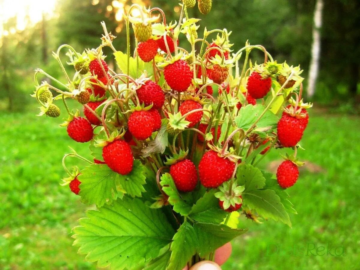 Ягодные травы. Земляника Лесная (Fragaria vesca). Земляника Руяна ремонтантная 100шт. Альпийская ремонтантная земляника.