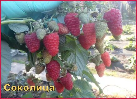 Малина пшехиба описание сорта урожайность характеристика фото