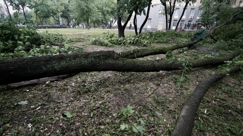 Десять деревьев