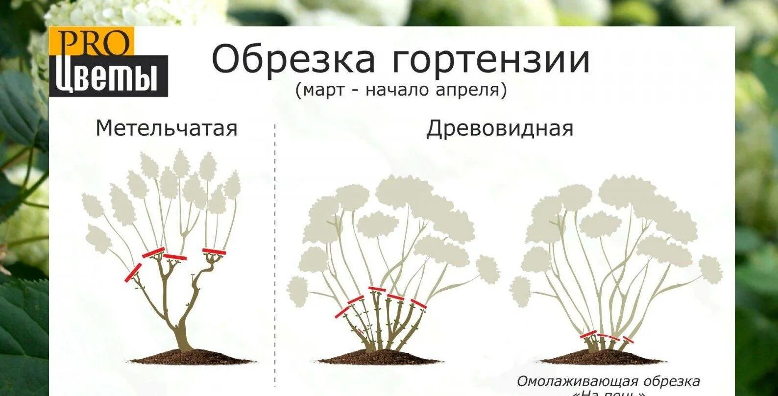 Обрезка метельчатой гортензии весной. Схема обрезки древовидной гортензии весной. Обрезка гортензии осенью схема. Весенняя обрезка гортензии метельчатой. Можно ли обрезать метельчатую гортензию