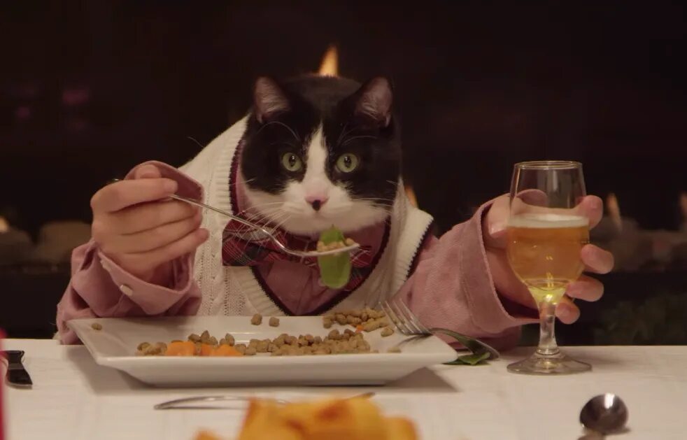 Собираюсь пообедать. Котик за столом. Кот ужинает. Коты за столом. Котики за праздничным столом.