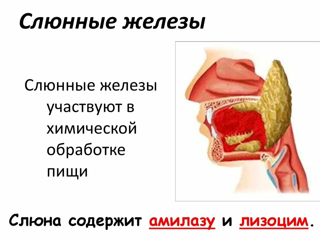 К слюнным железам относят. К слюнным железам относят
