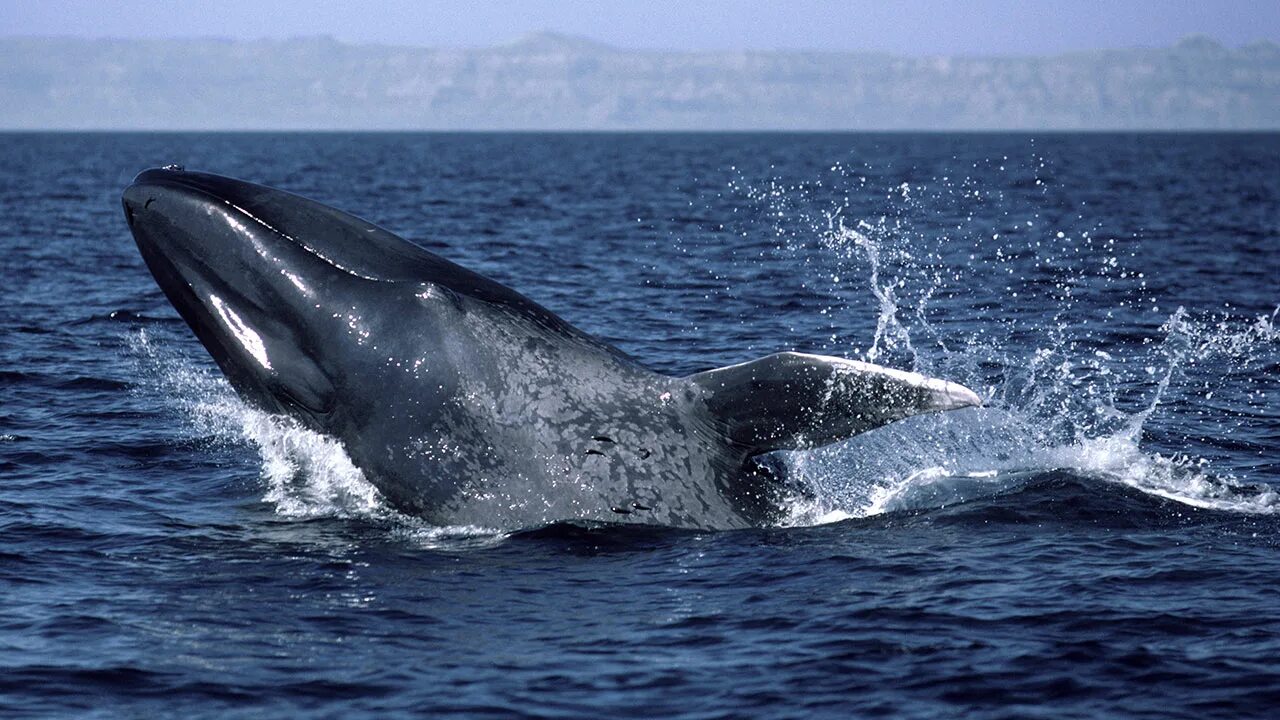 Горбач горбатый кит. Кит бутылконос. Голубой кит balaenoptera musculus. Китообразные млекопитающие синий кит. Голубой кит balaenoptera musculus.